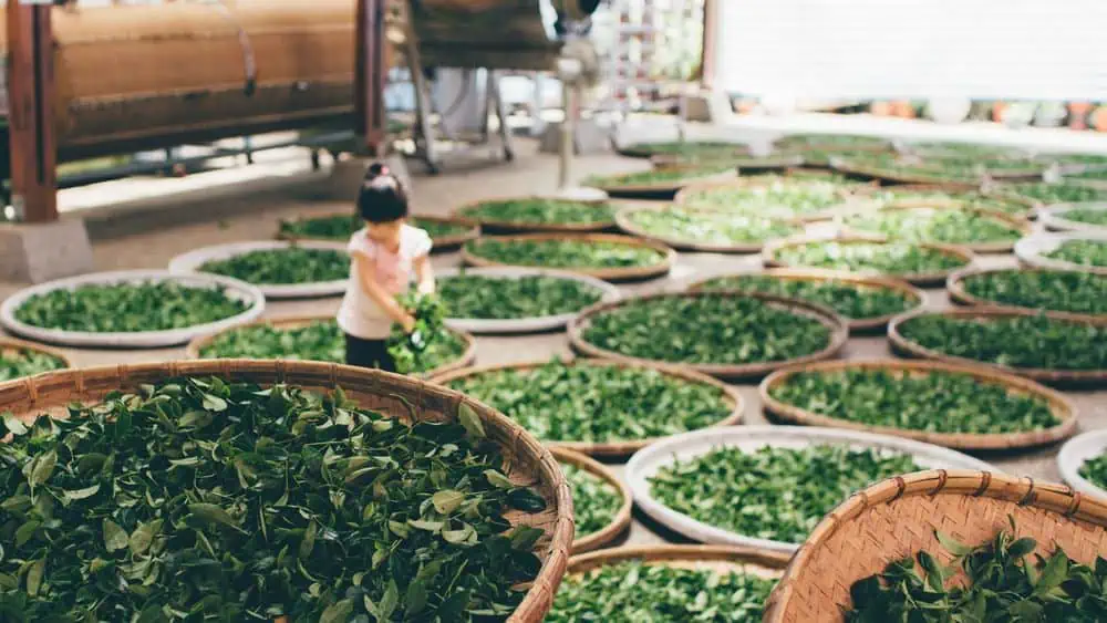 zpracování zeleného čaje