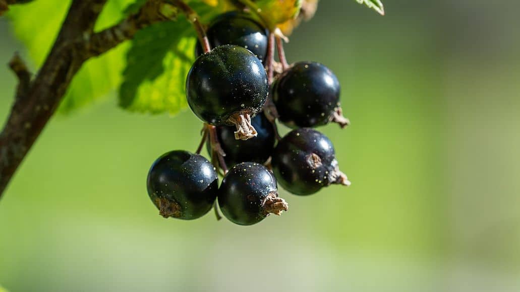 black currants on vine