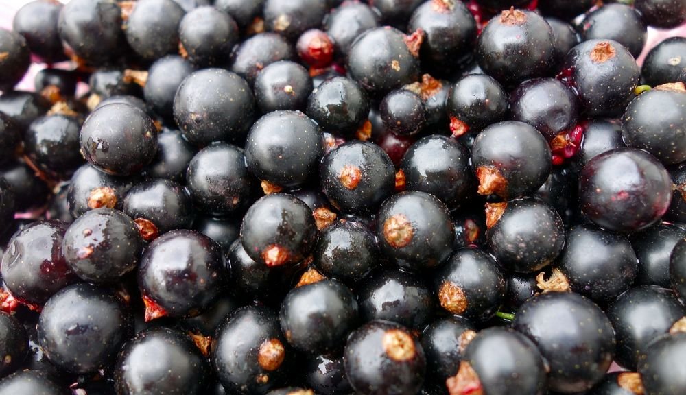 Does Black Currant Tea Have Caffeine 
