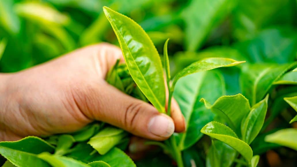 leaf of tea plant