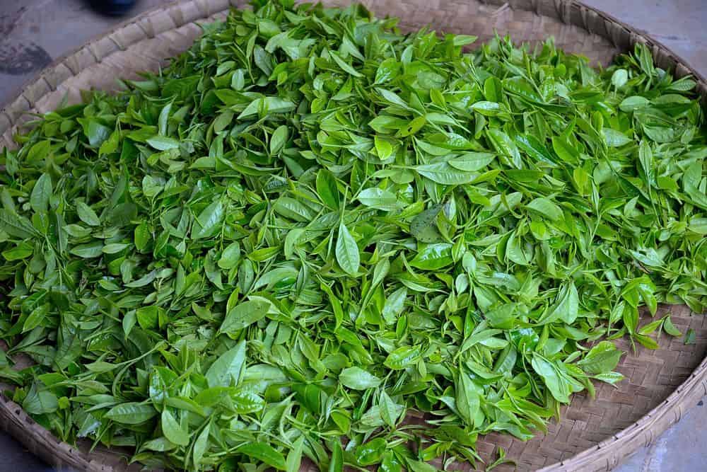 freshly picked tea leaves