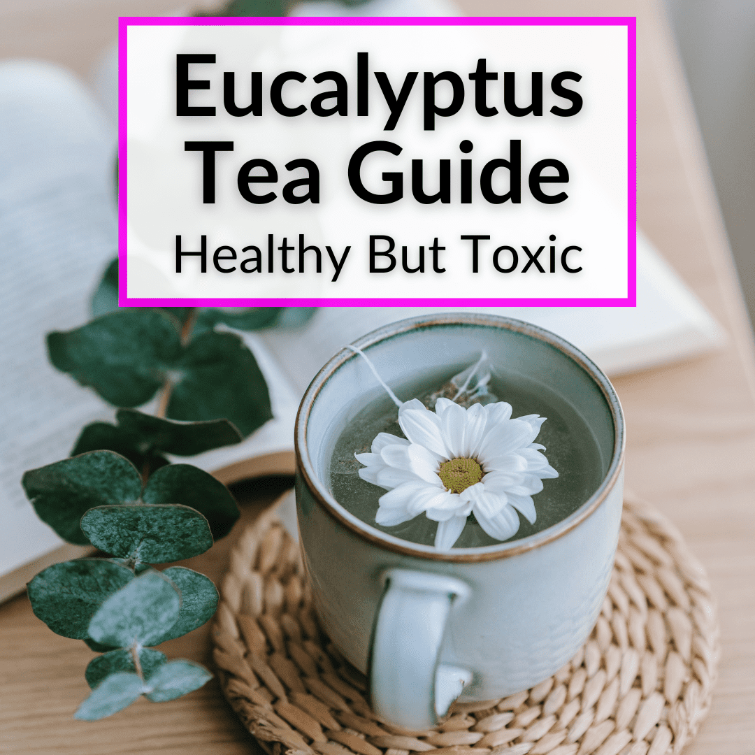 Eucalyptus Tea Guide