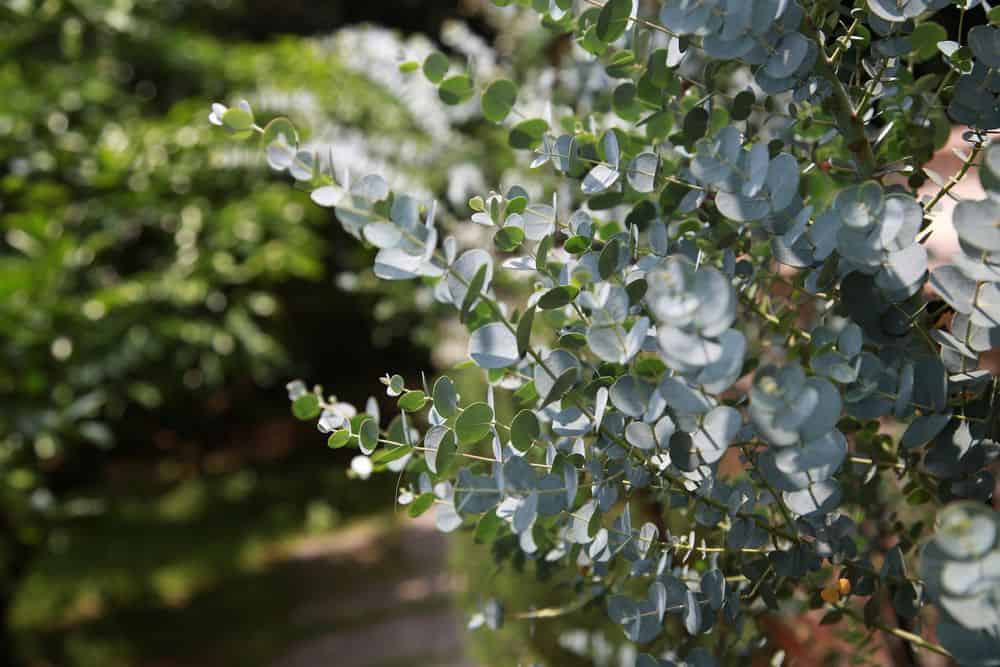 eucalyptus leaves on plant