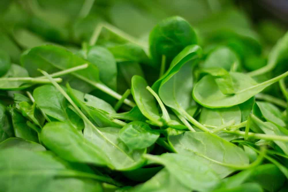 spinach contains oxalates
